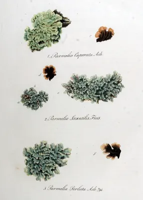 Parmotrema perlatum