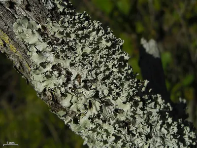 Powder-crown ruffle lichen