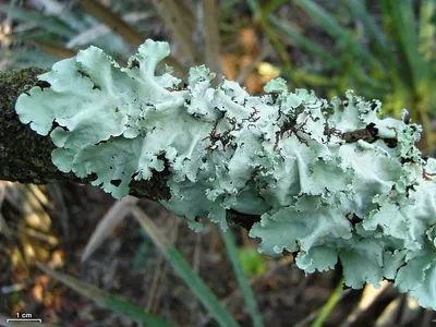 Long-whiskered ruffle lichen