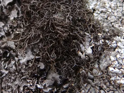 Blackcurly lichen