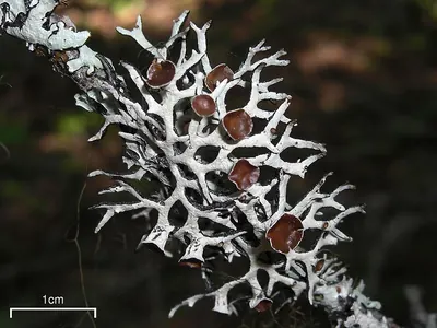 Imshaug's tube lichen