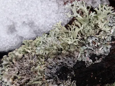 Powder-headed tube lichen