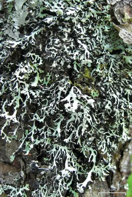 Brownish monk's-hood lichen