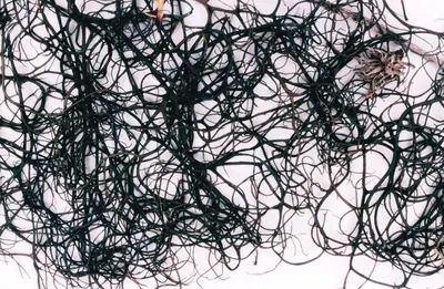 Spiny gray horsehair lichen