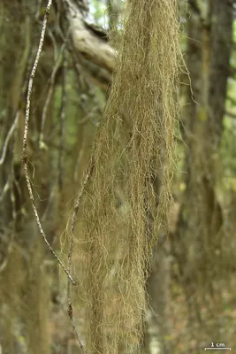 Horsehair lichen