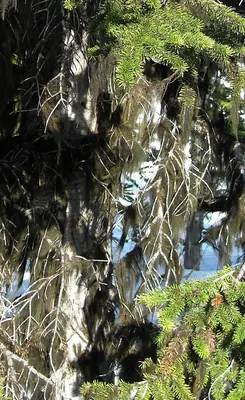 Horsehair lichen