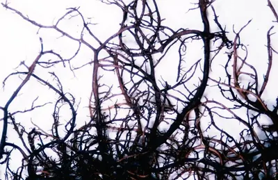 Twocolor horsehair lichen