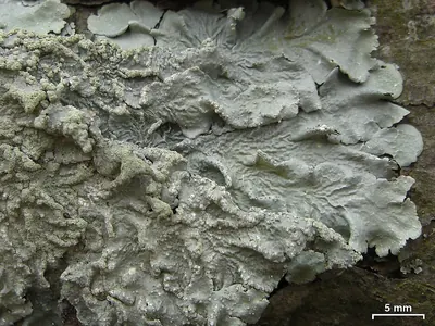 Texas shield lichen