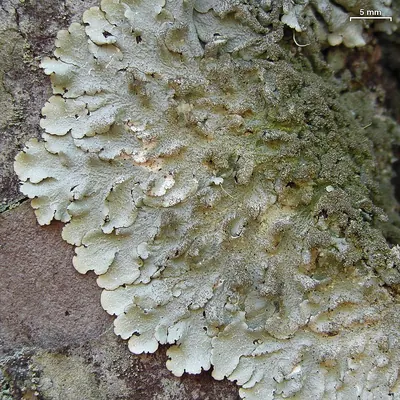Carolina canoparmelia lichen