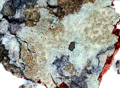 Mealy rim-lichen; Rim lichen