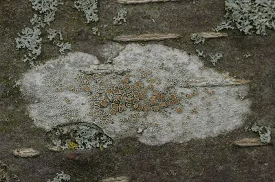 Rim lichen