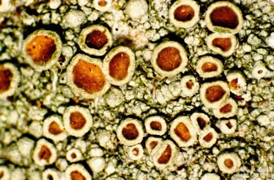 Rim lichen