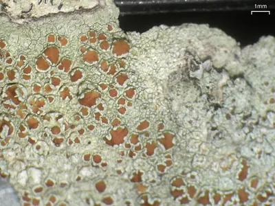 Bumpy rim-lichen; Rim lichen