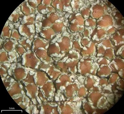 Rim lichen