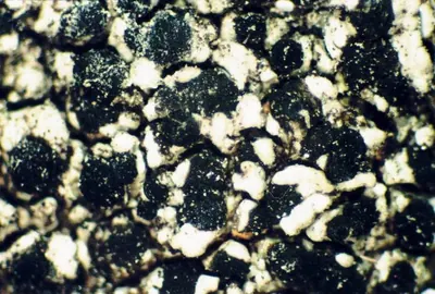 Disk lichen; Lecidella lichen