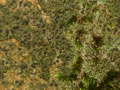 Shadow dot lichen; Dot lichen