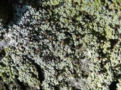 Dot lichen