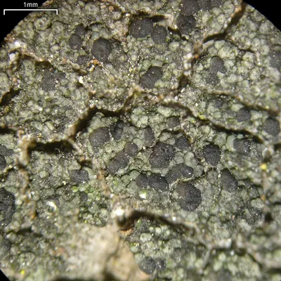 Dot lichen