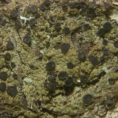 Disc granular lichen