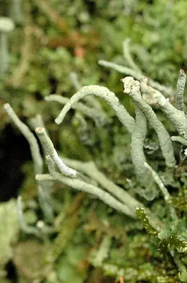 Cup lichen