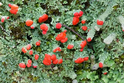 Cup lichen
