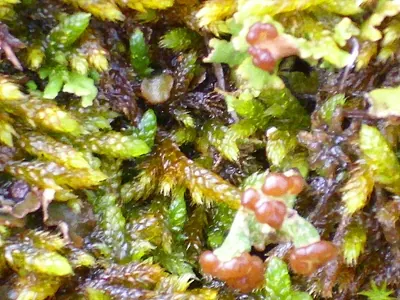 Cup lichen