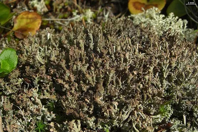 Cup lichen