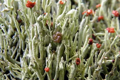 Cup lichen