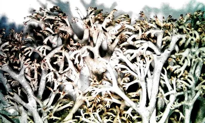 Cladonia mitis