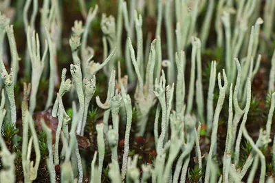 Cup lichen