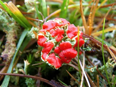 Cup lichen