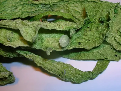 Cartilage lichen