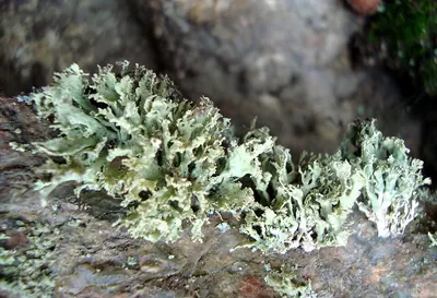Cartilage lichen