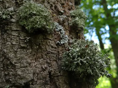 Cartilage lichen