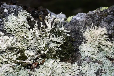 Ramalina capitata