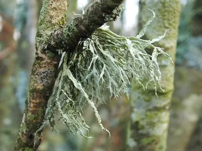 Farinose cartilage lichen