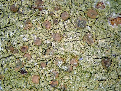 Dotted lichen