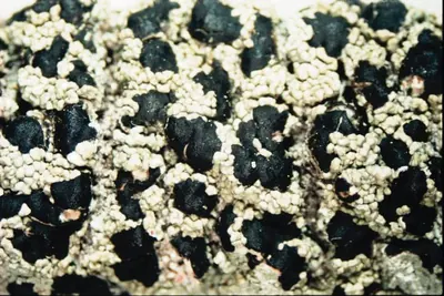 Blood lichen