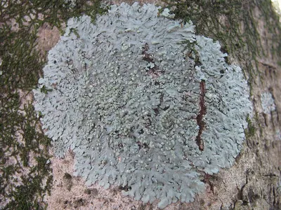 Physcia tribacioides