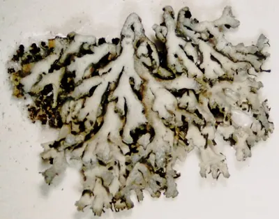 Powder-tipped rosette lichen
