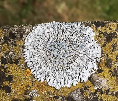 Blue-gray rosette lichen