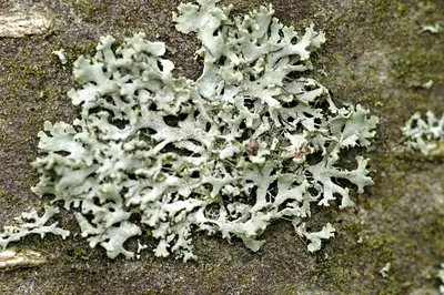 Rosette lichen