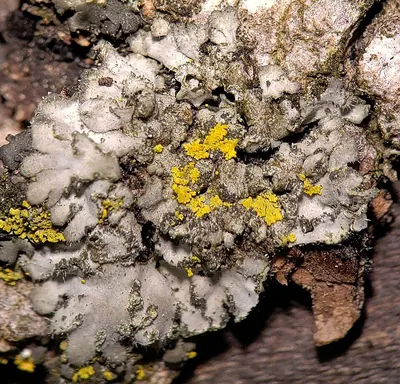 Hairy wreath lichen