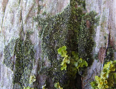 Grainy shadow-crust lichen