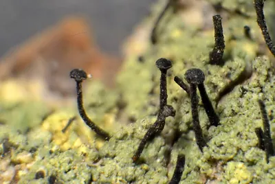 Green stubble lichen; Spike lichen; Frog stubble