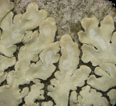Pyxine lichen