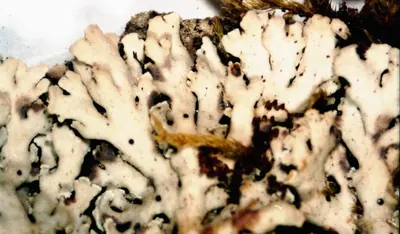 Obscure shield lichen