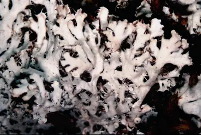 Shield lichen