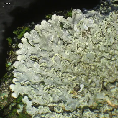 Frosted lichen