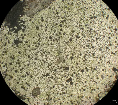 Sunken button lichen; Disc lichen